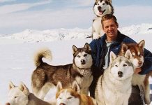 8 phim hay về loài chó vô cùng cảm động và ý nghĩa