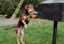 Review phim A Dog’s Way Home đường Về Nhà Của Cún Con